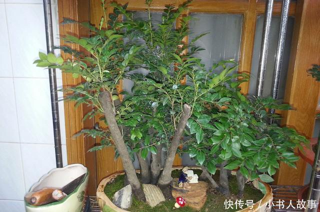  【帝王】原来有钱人家都养这个花，镇宅，招财，这可是“帝王之木”