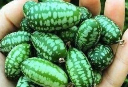  大哥|农民种植新型“小西瓜”产量不高亩产500斤 但一斤可卖20元