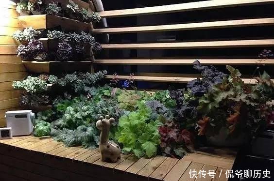 『花园』有一个多肉花园是一种怎样的体验