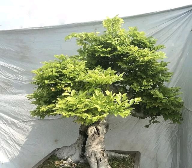  『朱立明』欣赏朱立明的盆景，学会体贴！
