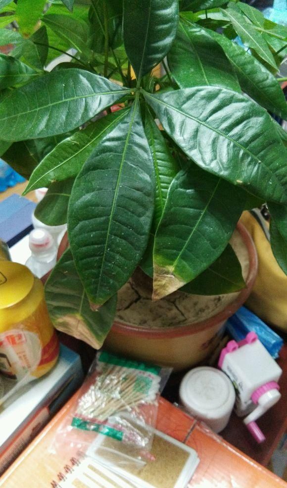  【徒长的状况】发财树徒长株形丑，4个养护小技巧，适当修剪，促进新叶萌发