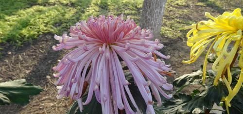  「妩媚动人」喜欢菊花，就养个'珍稀名菊'花芳菊，花开妖娆，妩媚动人，真美