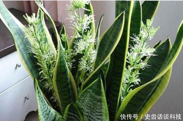  「虎皮兰」卧室就养“3种花”，赏心悦目，清香安神，改善睡眠质量！