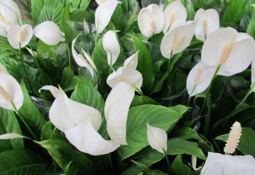 『家里』这些花朵就是天然的香水,除臭杀菌,空气更清新,家里蚊虫灭光光