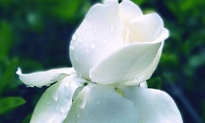  养殖栀子花■想把栀子花养好，要注意以下几点哦