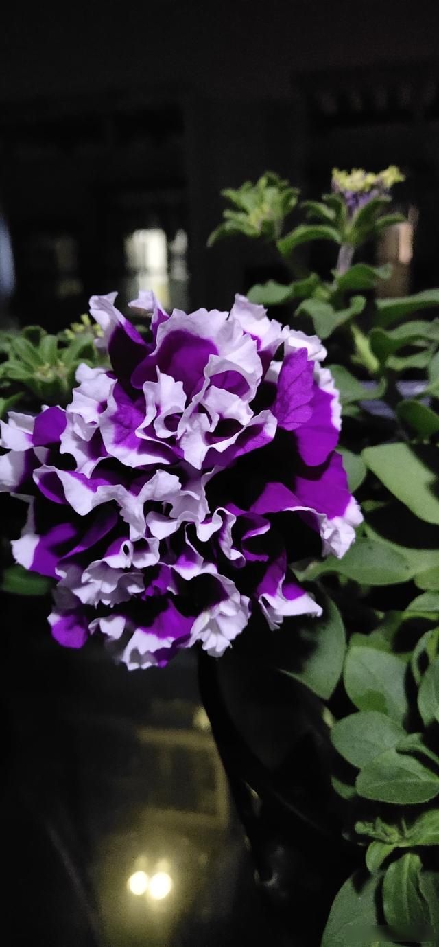 顶芽:这花就是欠“掐”,把顶芽掐掉,掐得越狠,开花越多