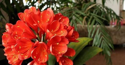  『浇错』养君子兰，浇水姿势居然很关键，浇错水叶片脏兮兮，发黄又烂根