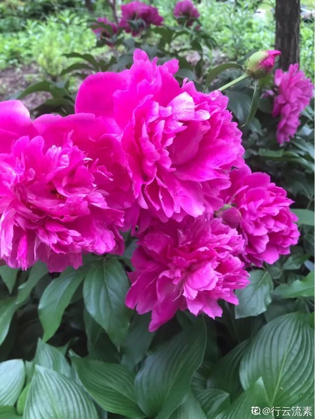  开出漂亮■阳春三月，出门踏青，原来有这么多漂亮花！