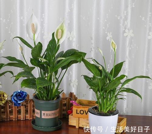 「发财树」花店揭秘花卉的“骗局”,十有八九都上过当