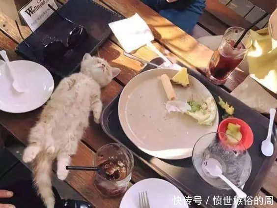 猫在主人的饭桌上睡着了,主人还以为是撑死了