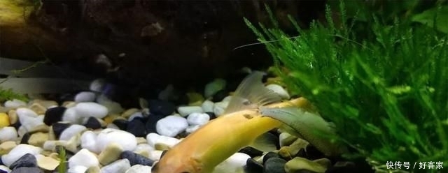 『小钢炮』清缸小钢炮:青苔鼠,吃藻又翻泥,想说爱你不容易