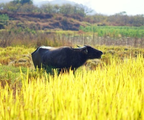 国内最“香”的古镇，被誉为深山里的布达拉宫，去过的游客都说好