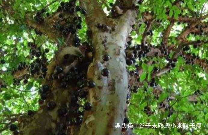  树葡萄：结果是一年两次，每公斤120元，每亩1000公斤，但农民不