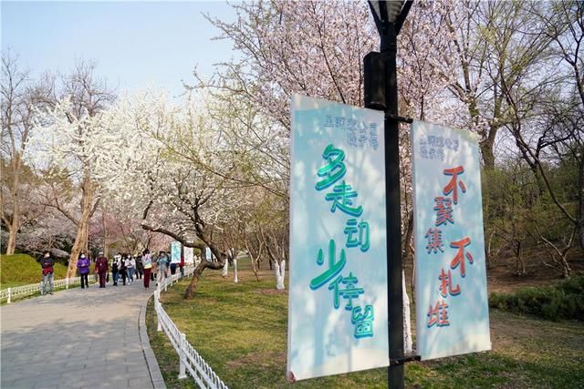  【北京】北京玉渊潭公园早樱盛开 游客分散赏花