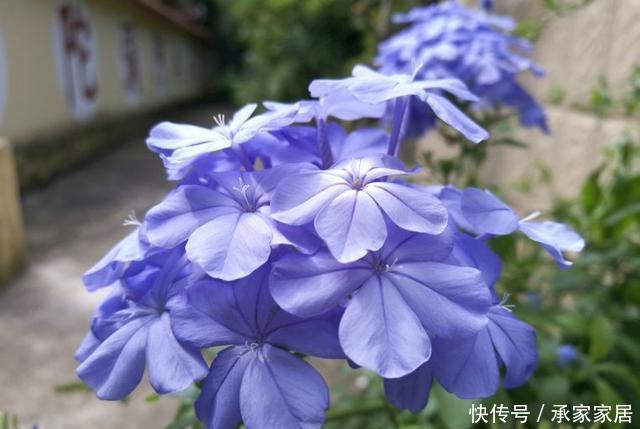  长寿花|春天这5种花要经常“掐尖”，越掐长得越旺，入夏开花量翻倍