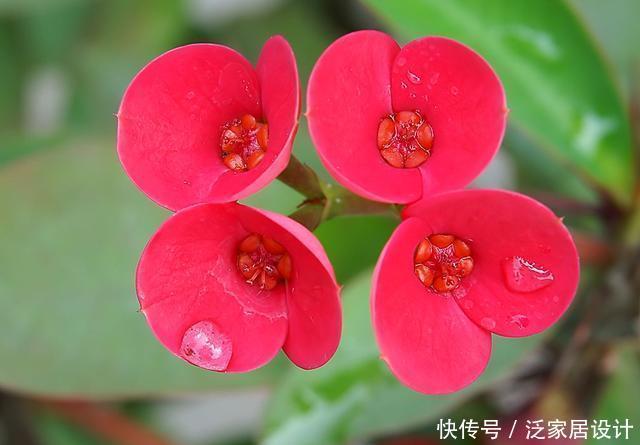 开花@3种花非常好养,颜色鲜艳开花爆盆,好养易活非常漂亮,养出花海