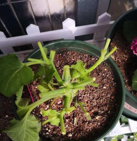  植物@植物养着养着就死了,其实砍一刀就解决,一周就呼呼冒新芽!