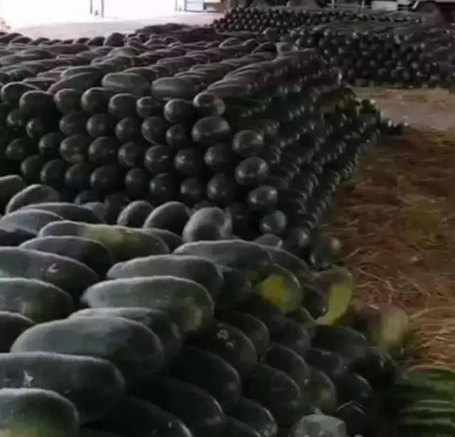  #缅北#缅北战事停歇，木姐105码贸易站大量西瓜还是卖不出去