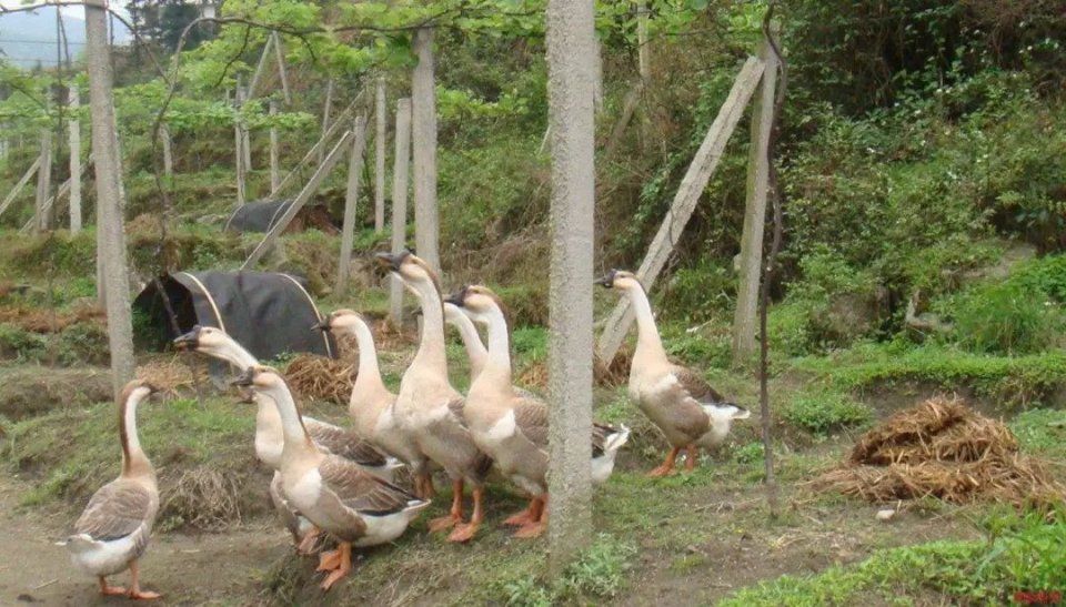 果园养鸡鸭鹅?出大事了!