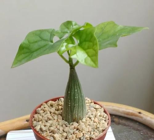  #盆栽#块根像花岗岩的睡布袋观赏植物，养成盆栽后还能爬藤生长
