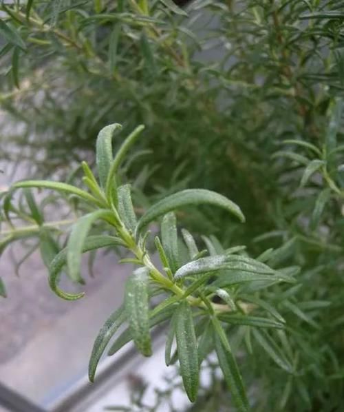  『家里』家里养的植物容易感染白粉病，做好这几点能预防，治疗也有好方法