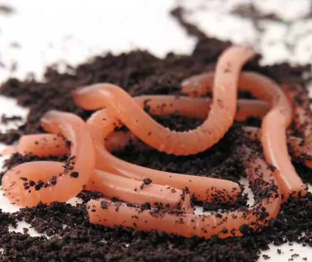  「打窝」用蚯蚓钓鱼如何才能让鱼尽快上钩？