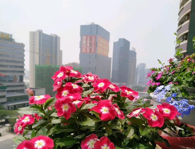  『栽培』花期最长的阳台盆栽，全年开花不停，栽培容易，漂亮又好种