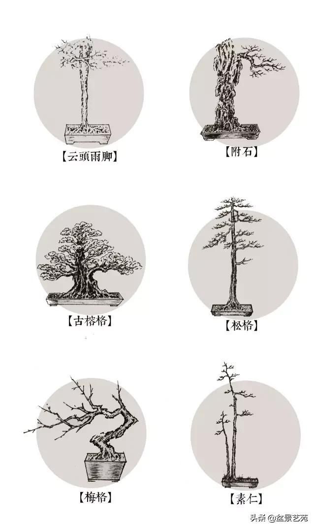  「成寸」盆景百态，缩地成寸
