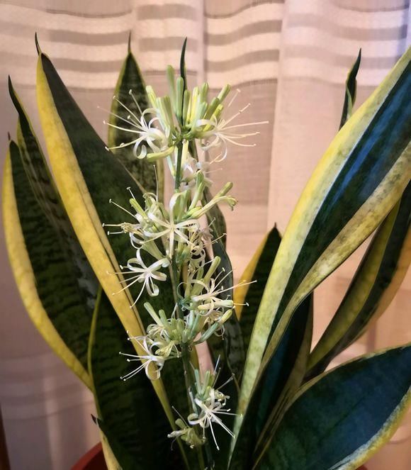  【斑纹】虎皮兰养“开花”，3个月长成1米高，叶子斑纹漂亮，年年爆小崽