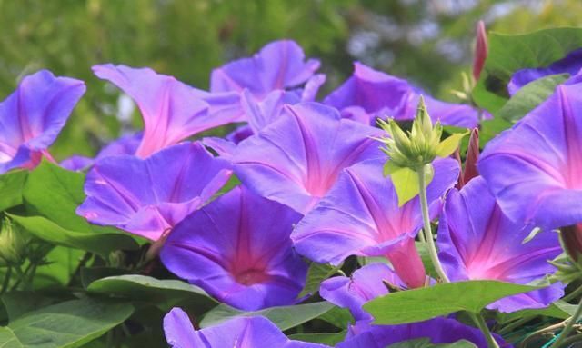  『窗帘』窗户外面种什么花好？3种花，1个月可长成窗帘，花开如瀑布
