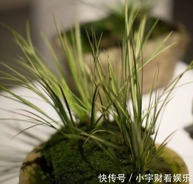 『养眼』菖蒲:此为寿品,玩者珍惜!太养眼!