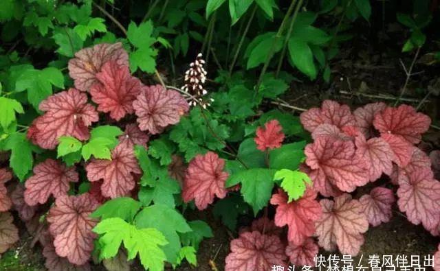  「花儿」4种花，打造出一个漂亮的院子，色彩斑斓，花开不断！