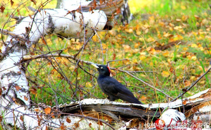 新疆哈巴河县:金秋油画白桦林