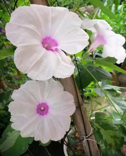  『新家』牵牛花“搬新家”，给点“紫外线”，枝条呼呼长，开成“大花园”