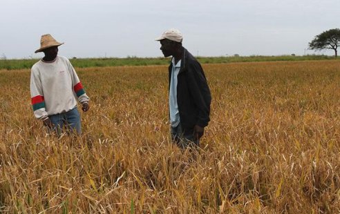 中国人带头在非洲的土地上种庄稼，见到大丰收的黑人表示不敢相信