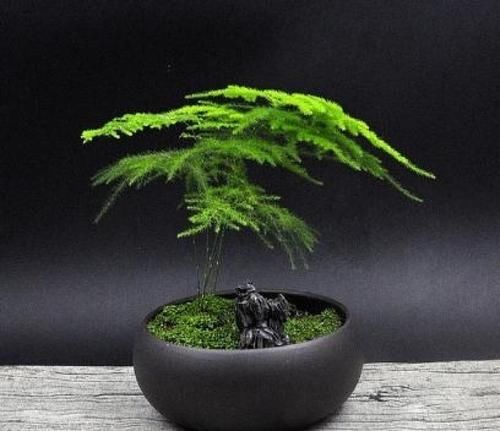  [有钱]家里万万要养这5种花，有钱人家全都会养，家人至少长寿十年