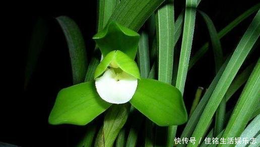  春兰和蕙：兰花鉴别｜春兰、蕙兰傻傻分不清，教您一招，轻松识别