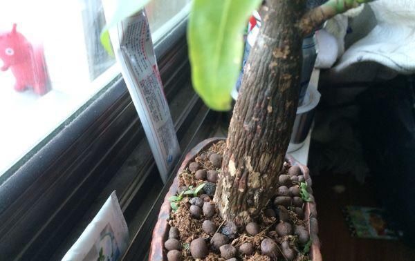  「发财树」这6种花，烂根先别扔，这样砍枝剥皮用水洗，15天长出新根侧芽