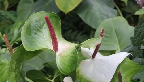  『红掌』让花盆里养的红掌花开不停，换盆时还能分株，生长期注意给肥