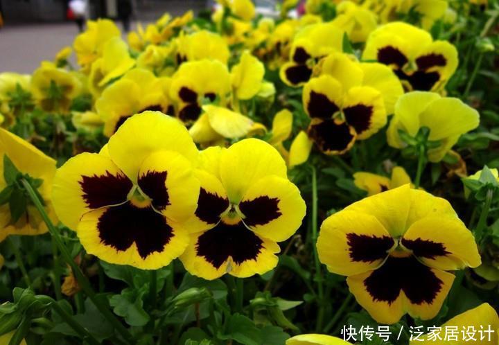  【漂亮】喜欢在家中养护花卉，就养3种花卉，花色艳丽，花期长，优美漂亮