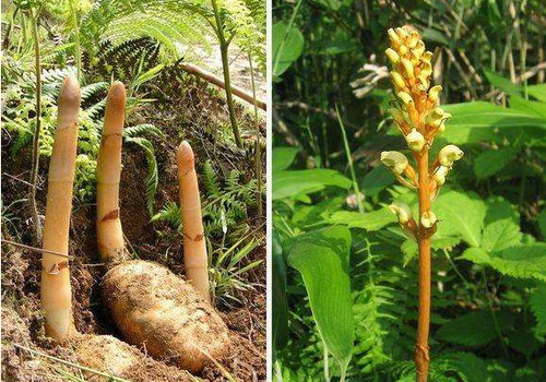 农村一植物，被人们肆意挖掘，一斤60元轻松致富