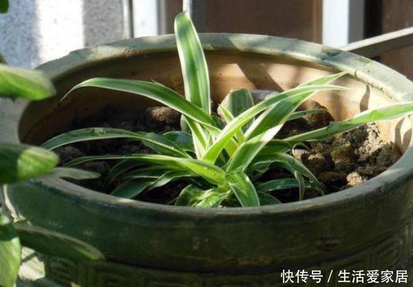 『养花』家里养花别错过这“3种”,美丽大气,好养的不得了,尤其第三个
