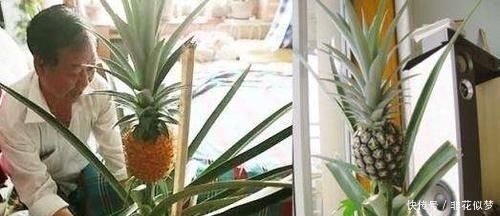 【看不上】爷爷在花盆种“菠萝”,家人一开始看不上,3年后结出了2斤大果