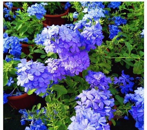  闲时■这些便宜花，最适合阳台养，一年开花200天，闲时天天观花园