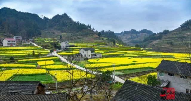  油菜花：一不小心，贵州黄平把春天打翻了