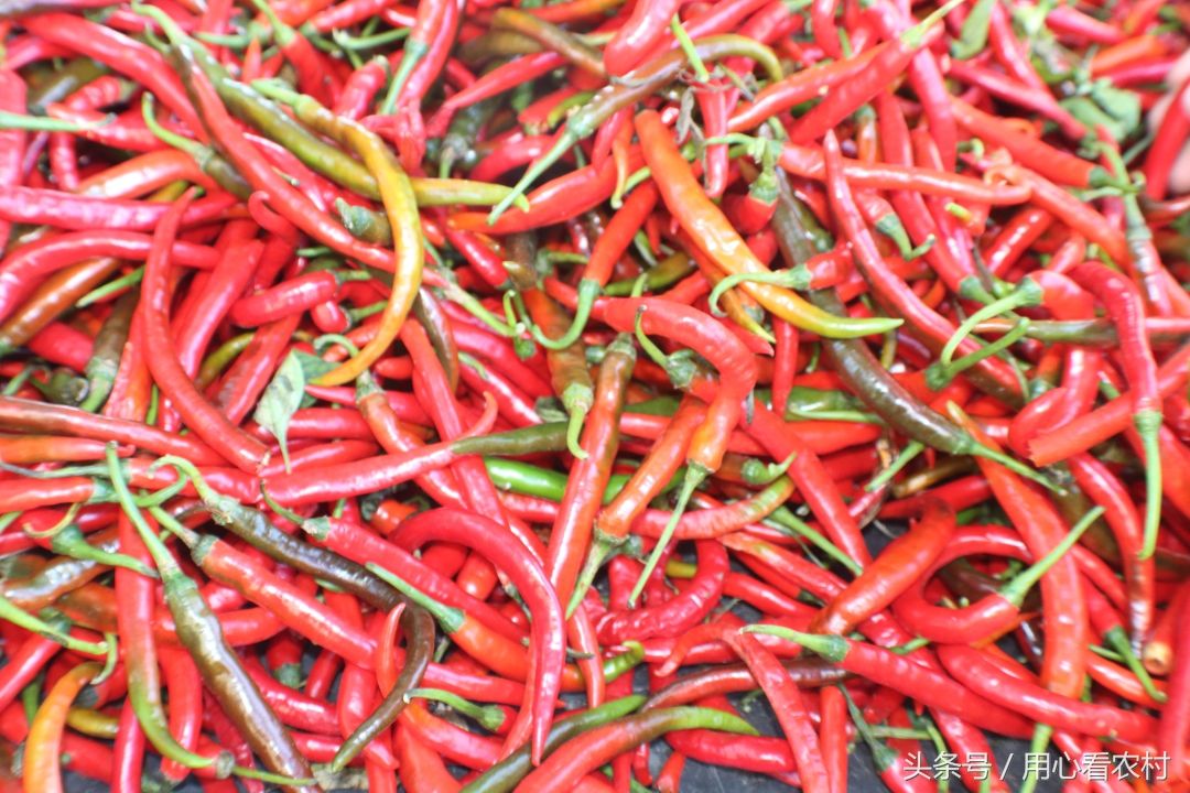 超市卖5元一斤、摆摊卖2元一斤的蔬菜,农民告