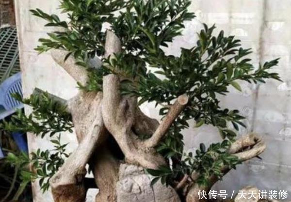 富裕:这3种树放在家里养,株型美观,一盆上万,越养越“富裕”!