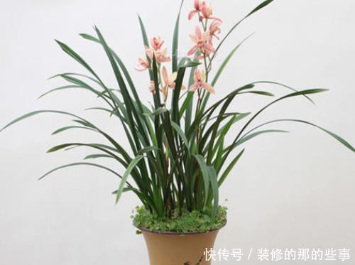 『儒雅』用4种绿植“点缀”书房，儒雅精致，静心养性，读书人别错过！