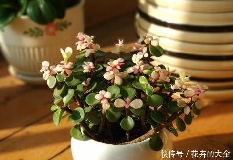步步高:4种寓意好、颜值高的花卉,观赏价值高,懂花的人都会养