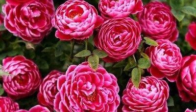  心爱：喜欢在家中养护心爱的花花，就可以选花枝招展，花色绚丽的3种花